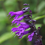 Salvia amistad
