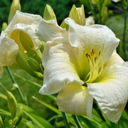 Hemerocallis 'Gentle Shepherd'