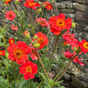 Geum chilo. 'Mrs Bradshaw'