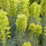 Euphorbia wulfenii