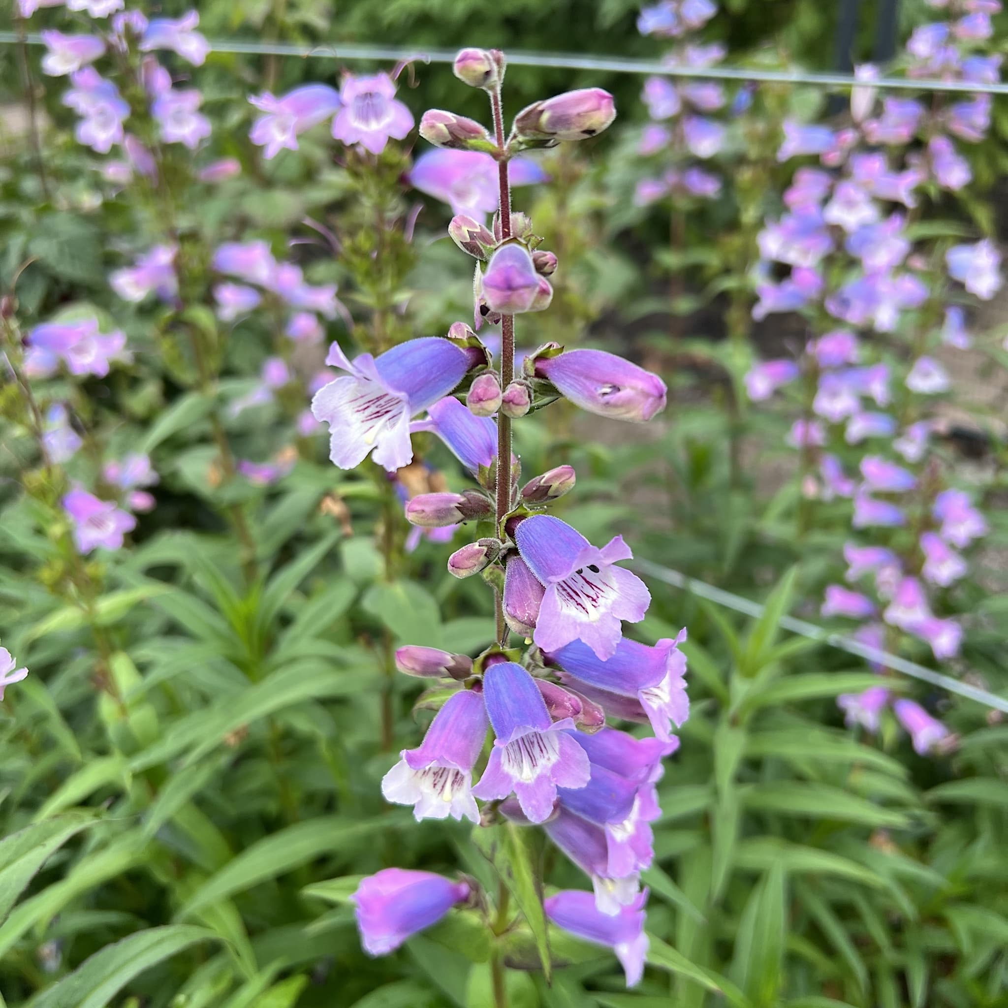 Penstemon 'Sour Grapes'