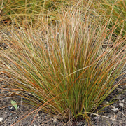 Carex testacea