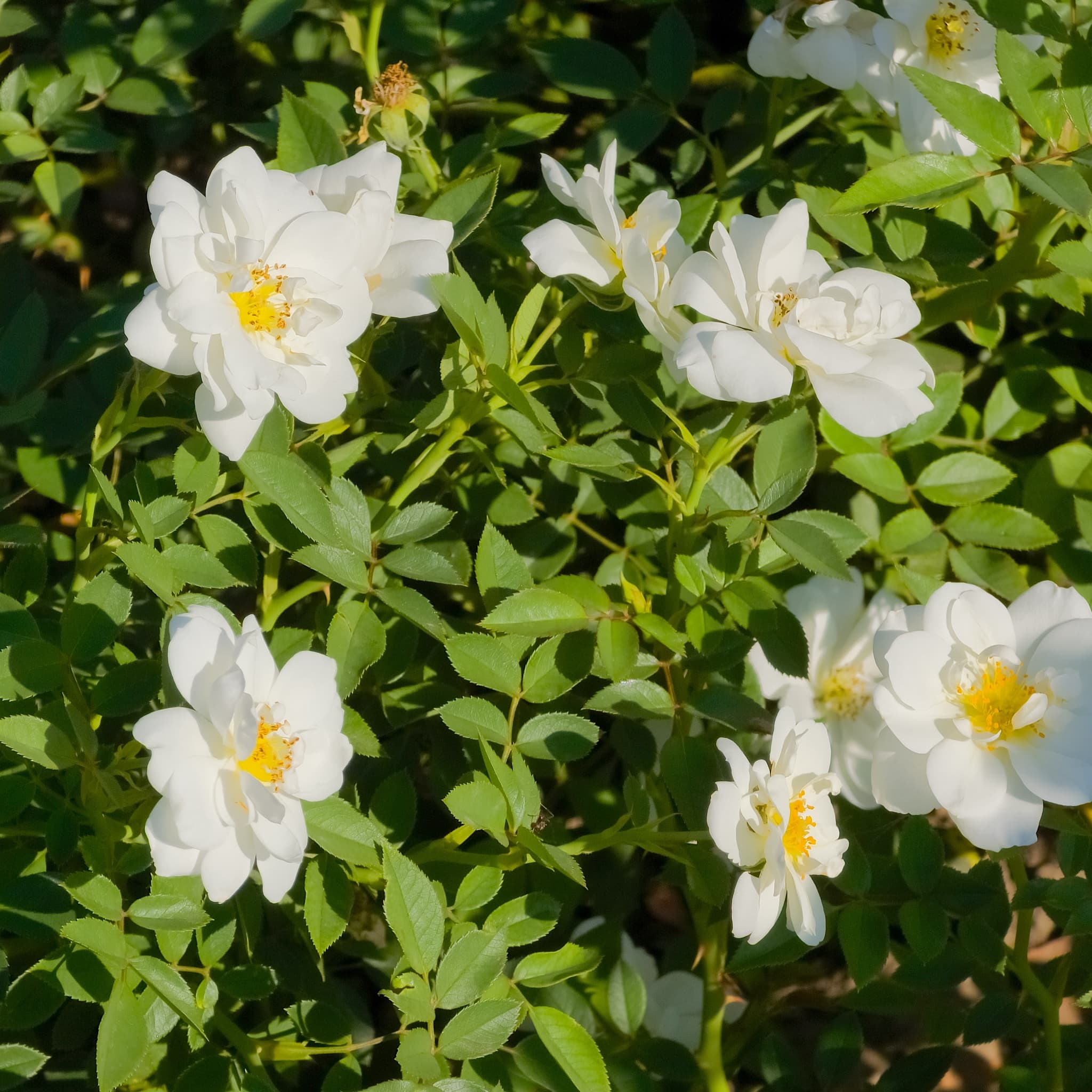 Rosa 'Kent' (White)