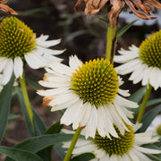 Echinacea purp. 'White Swan'