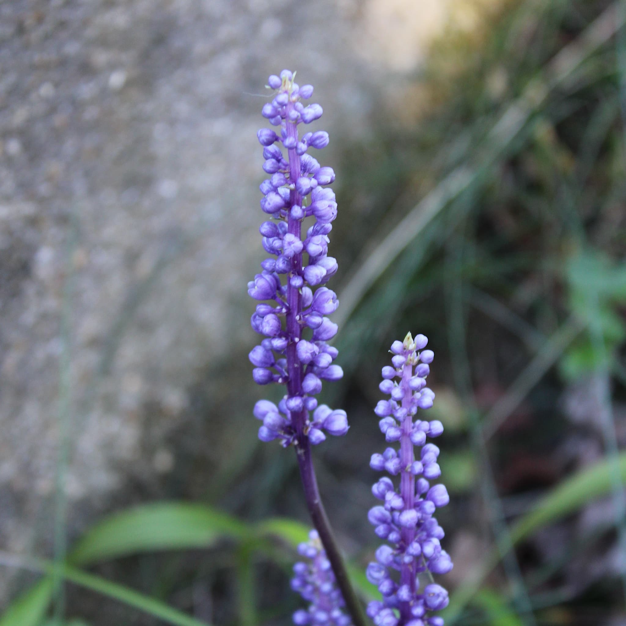 Liriope muscari 'Big Blue'