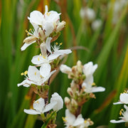 Libertia grandiflora