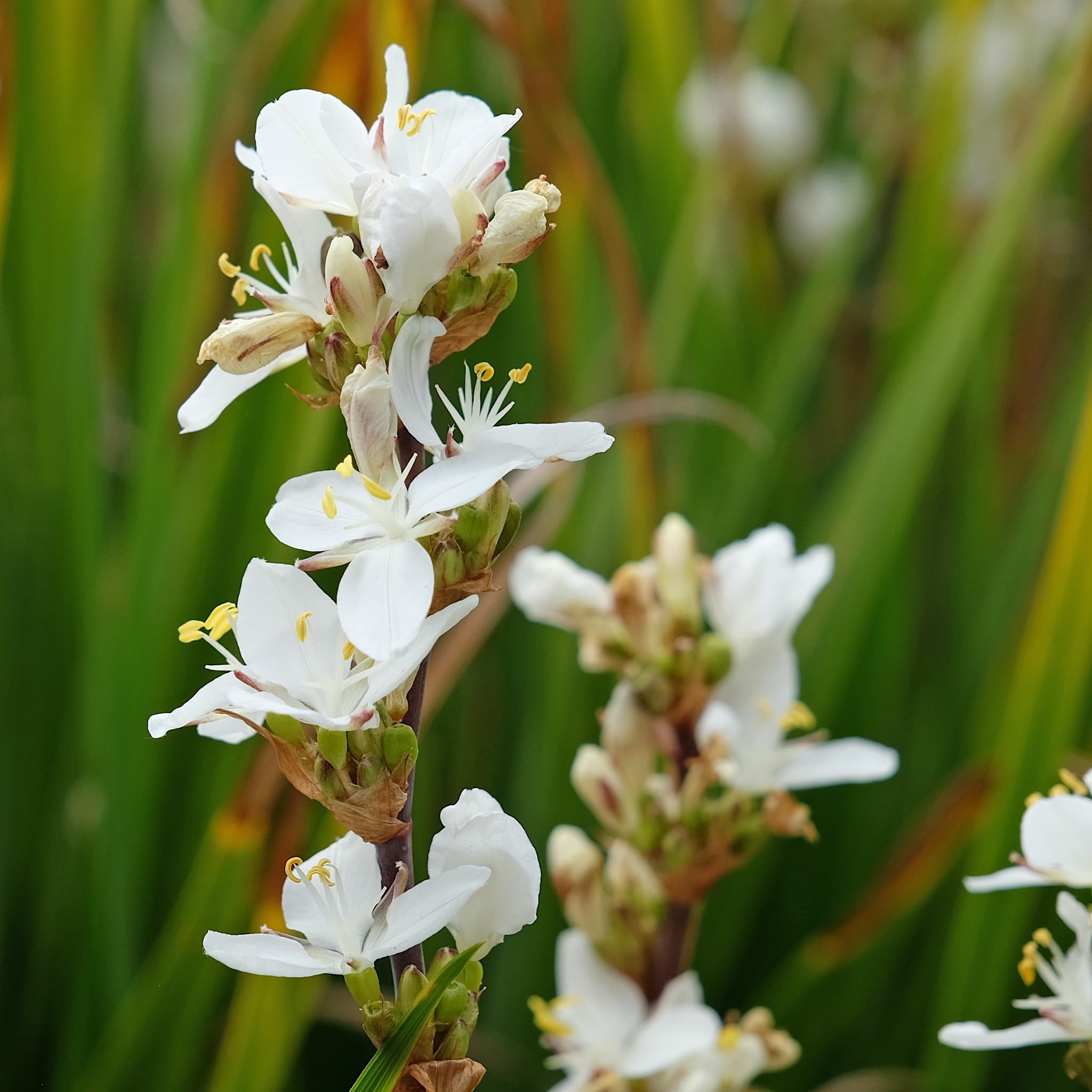 Libertia grandiflora