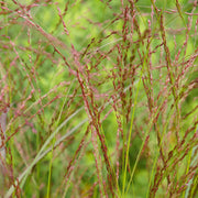 Miscanthus sin. 'Ferner Osten'