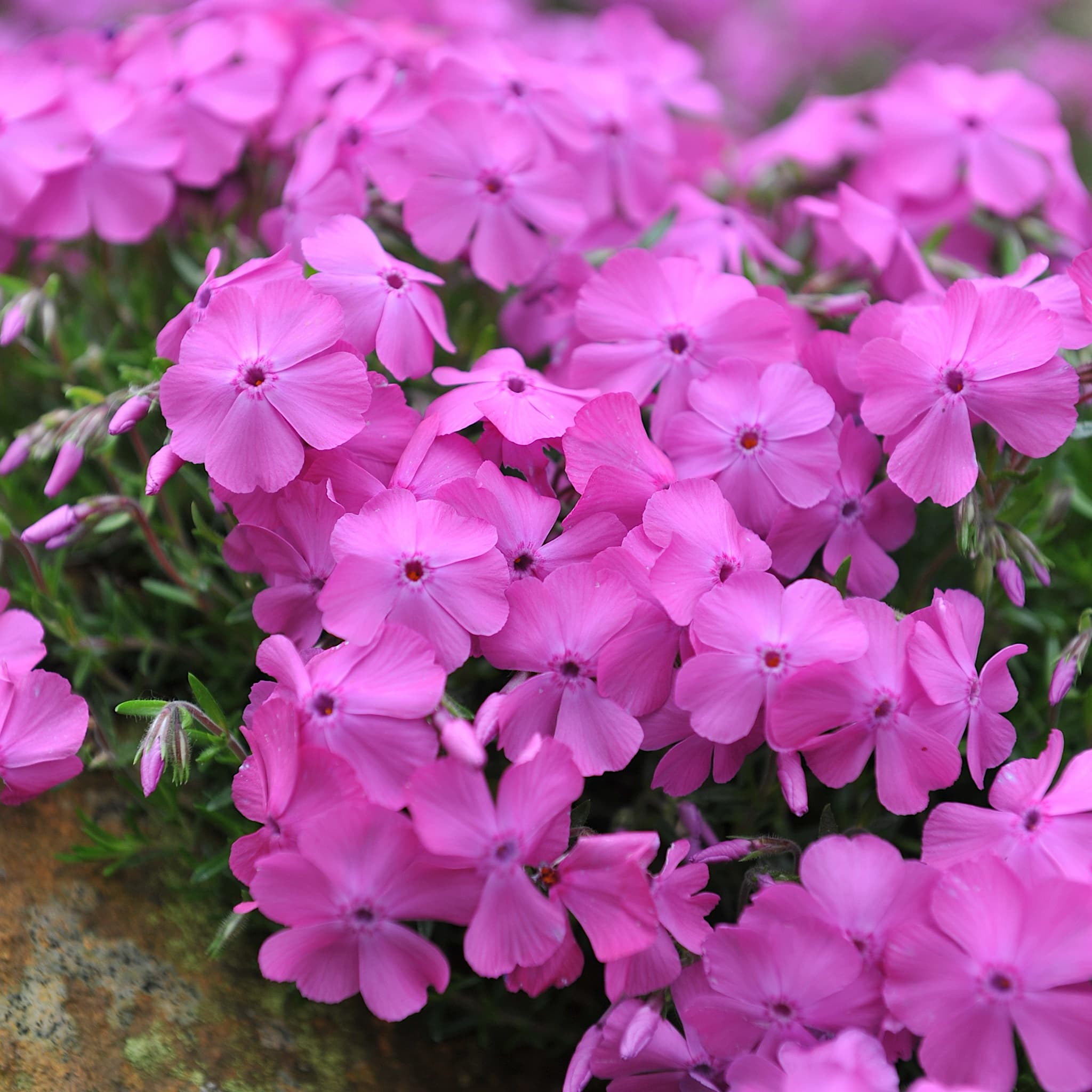Phlox sub. 'MacDaniel's Cushion'