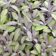 Salvia off. Purpurascens
