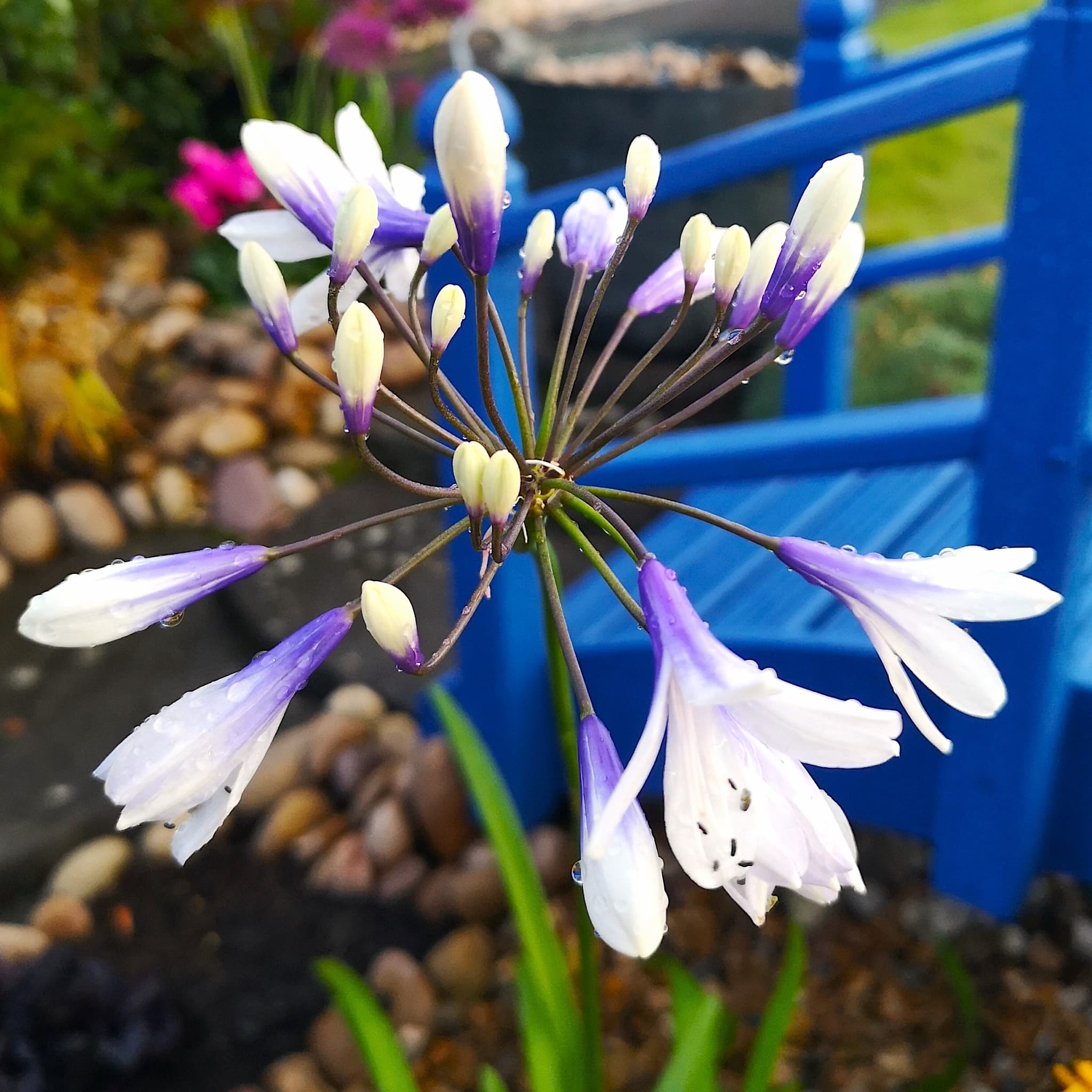 Agapanthus 'Twister'