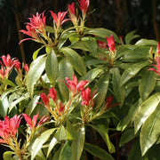 Pieris 'Forest Flame'