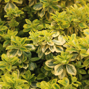 Euonymus fort. 'Emerald 'n' Gold'