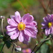 Anemone hybrid 'Queen Charlotte'