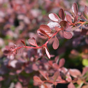 Berberis thunb. 'Atrop. Nana'