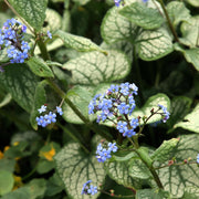 Brunnera macr. 'Jack Frost'