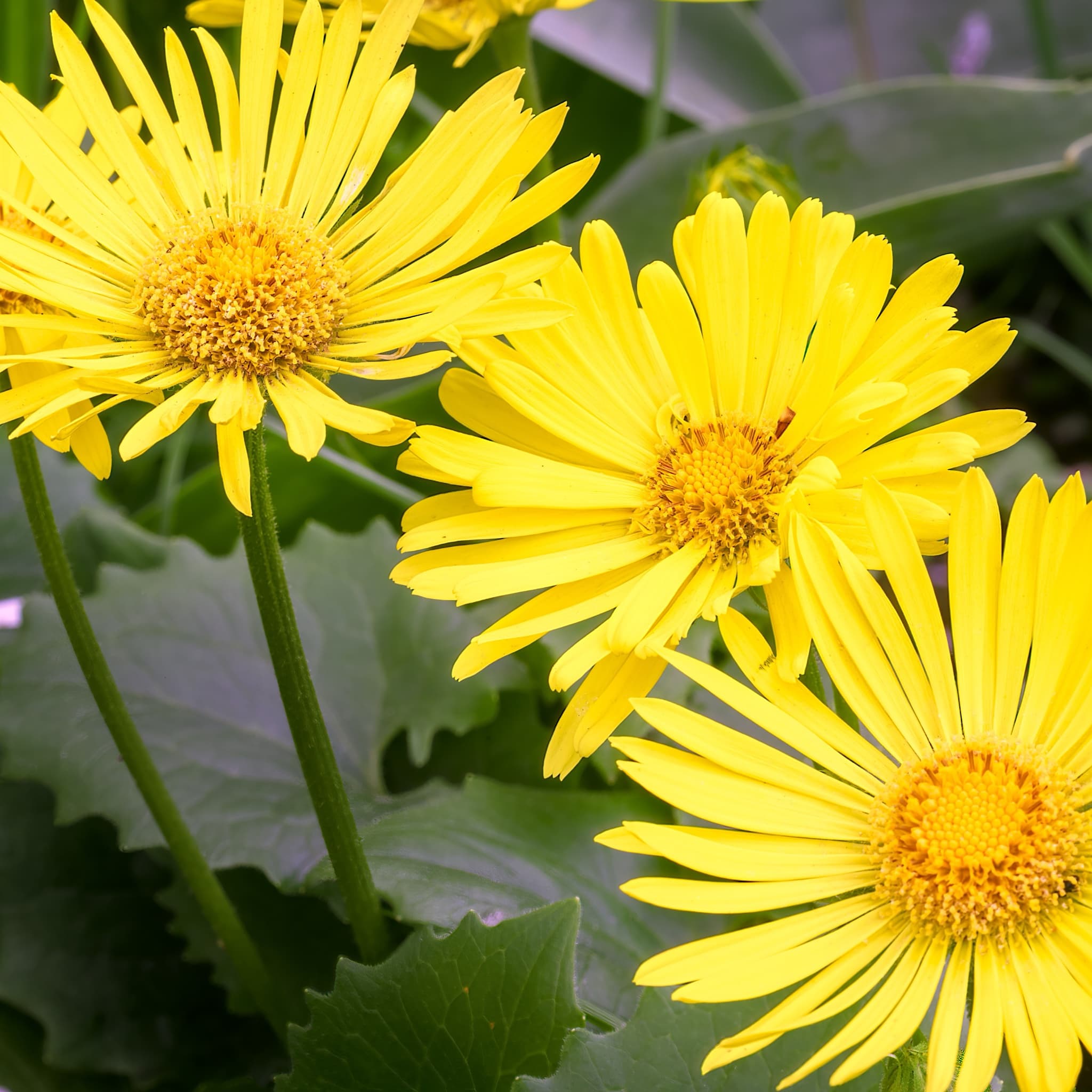 Doronicum 'Little Leo'
