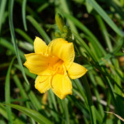 Hemerocallis 'Stella de Oro'