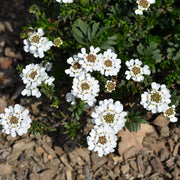 Iberis semp. 'Fischbeck'