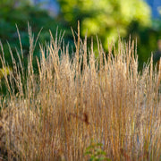Calamagrostis acut. 'Karl Foerster'
