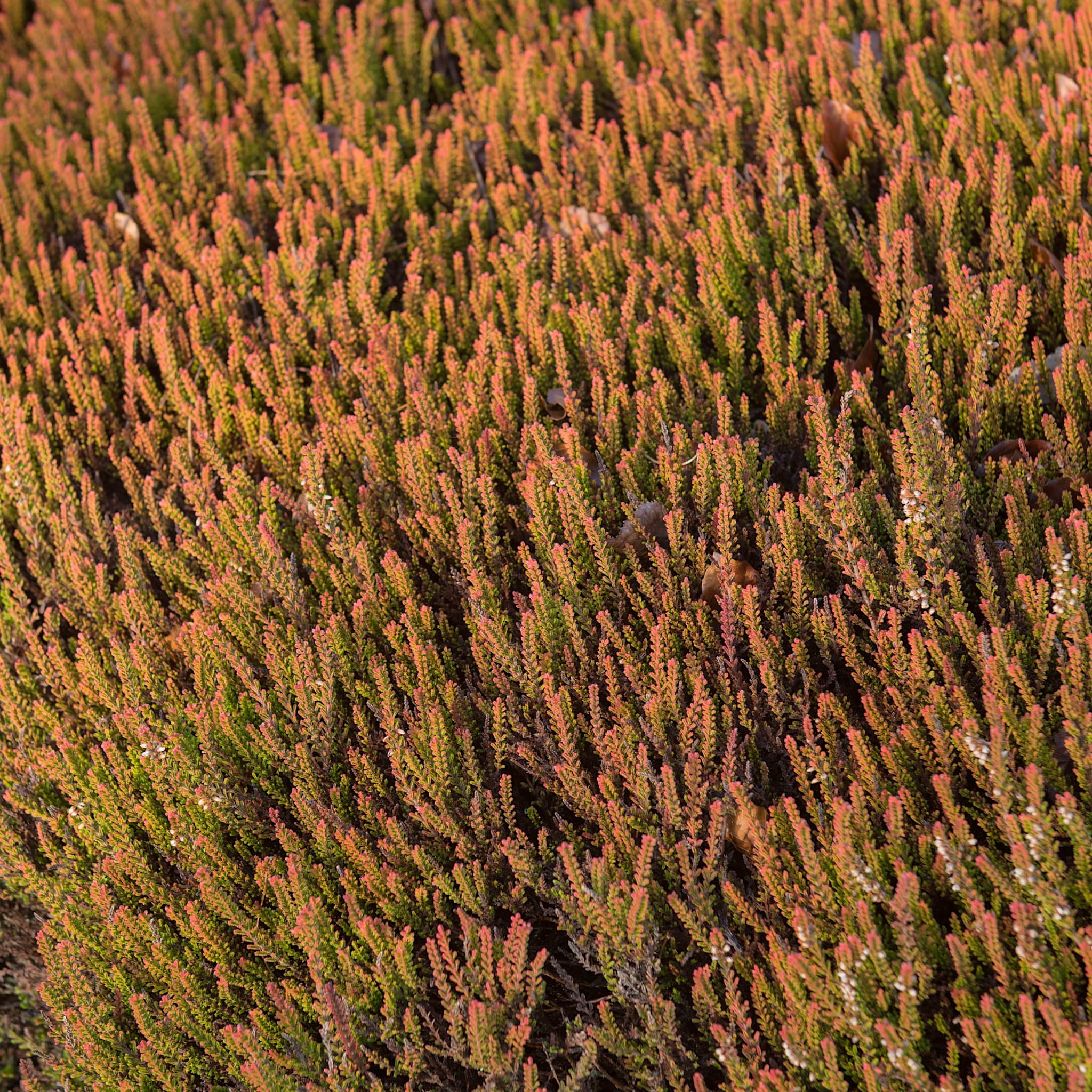 Calluna vulg. 'Firefly'