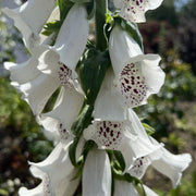 Digitalis purp. 'Alba'
