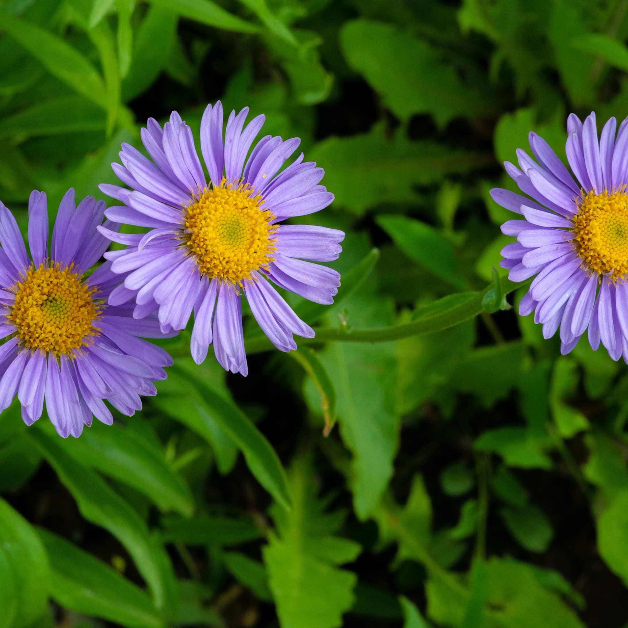Aster alpinus