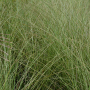Miscanthus sin. 'Morning Light'