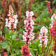 Persicaria 'Darjeeling Red'