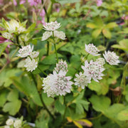 Astrantia maj. 'Star of Billion'