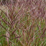 Miscanthus sin. 'Kleine Silbersp.'