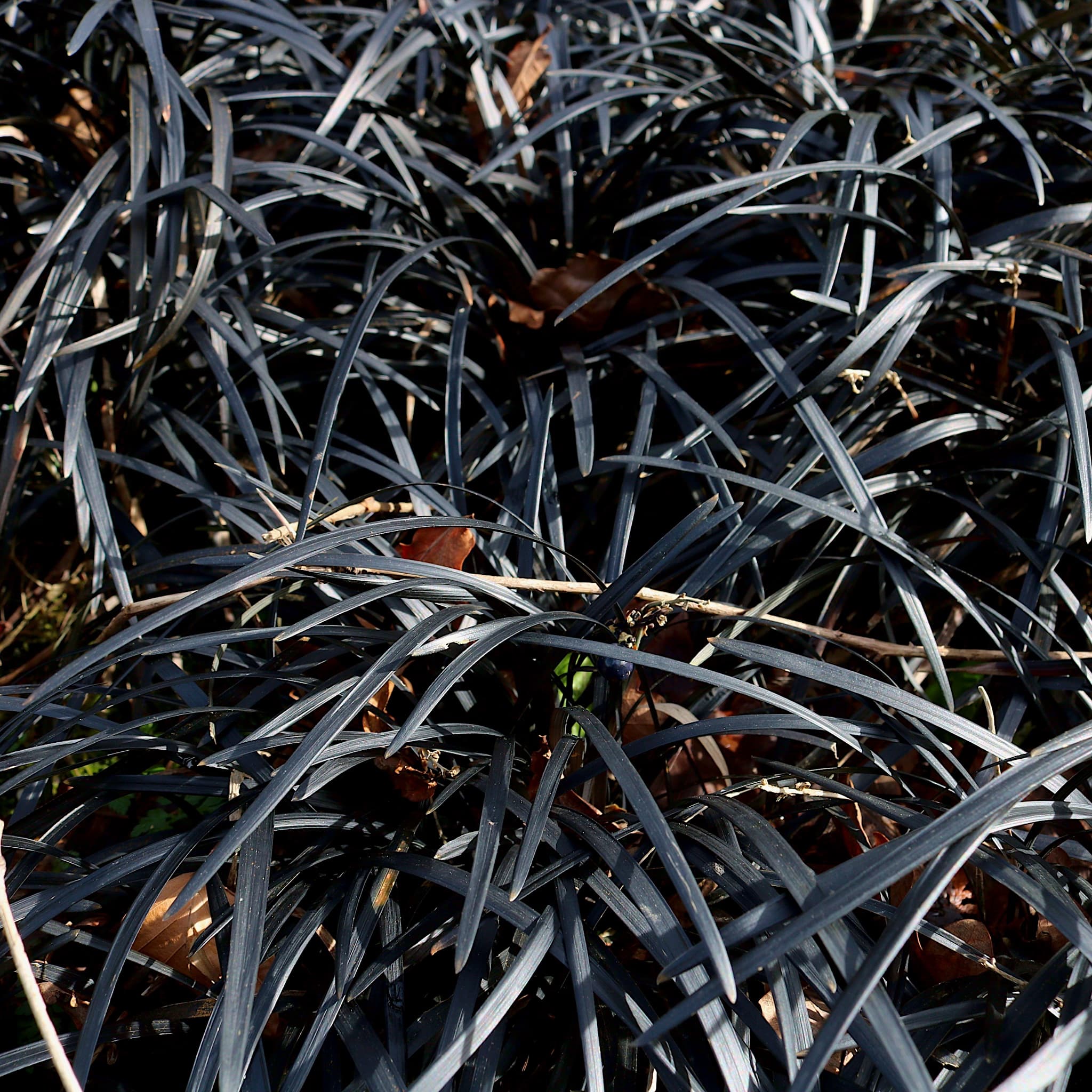 Ophiopogon plan. 'Nigrescens'