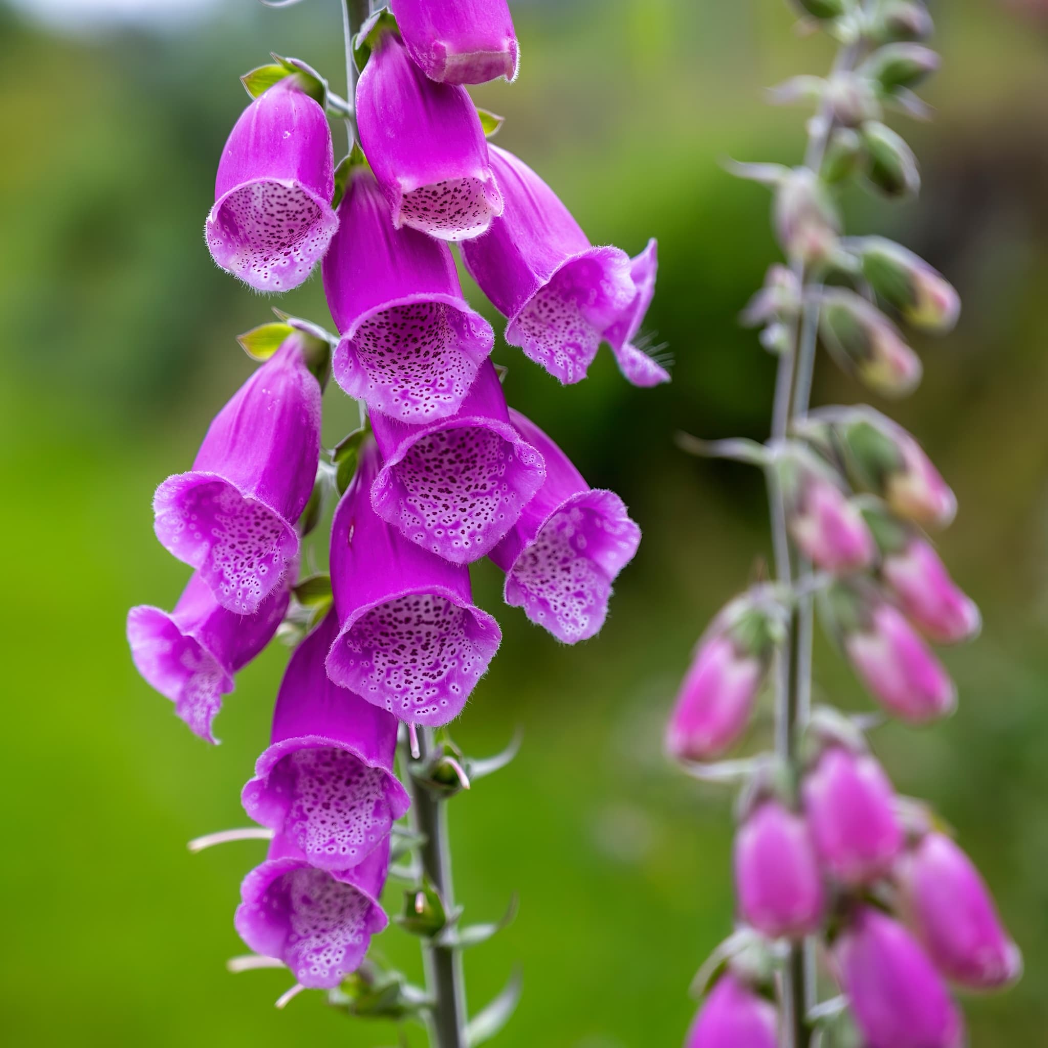 Digitalis purpurea