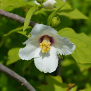 Philadelphus 'Belle Etoile'