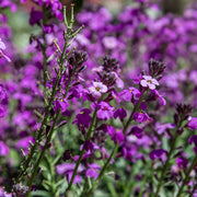 Erysimum 'Bowles' Mauve'
