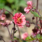Geum 'Tempo Rose'