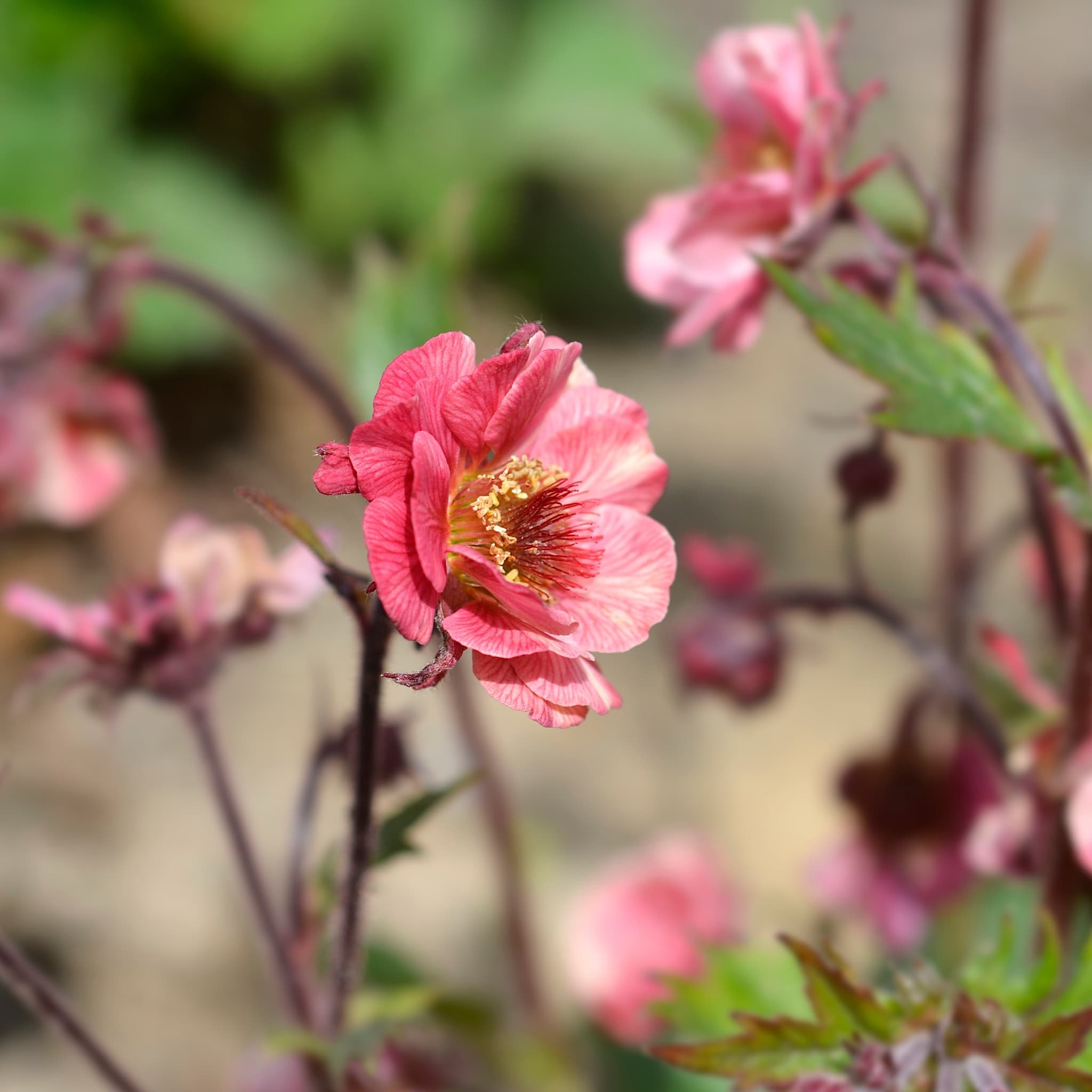 Geum 'Tempo Rose'