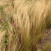 Stipa 'Pony Tails'