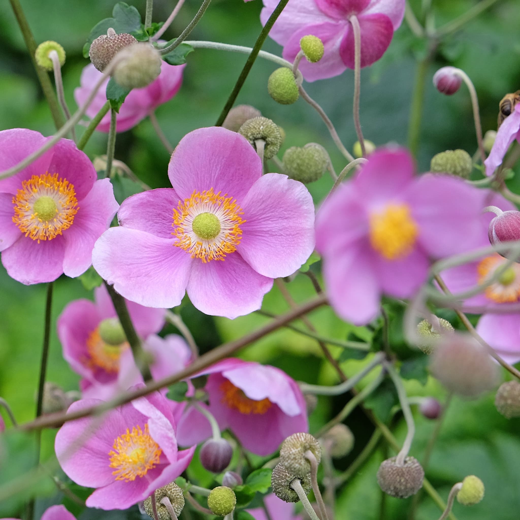 Anemone hupeh. 'Splendens'