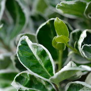 Euonymus 'Kathy'