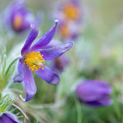 Pulsatilla vulgaris