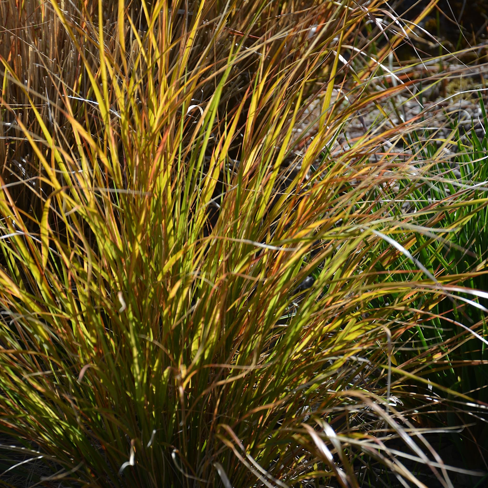 Anemanthele lessoniana