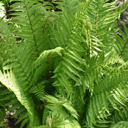 Dryopteris affinis