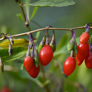 Lycium barbarum 'Gojiberry'