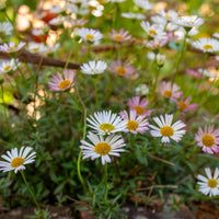 Erigeron karvinskianus