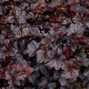 Heuchera 'Obsidian'