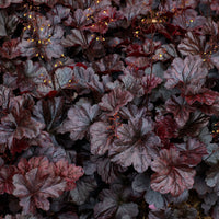 Heuchera 'Obsidian'
