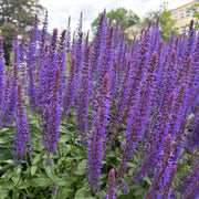 Salvia nem 'Caradonna'