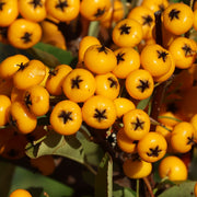 Pyracantha 'Saphyr Yellow'