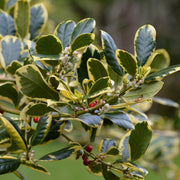 Ilex altacl. 'Golden King'